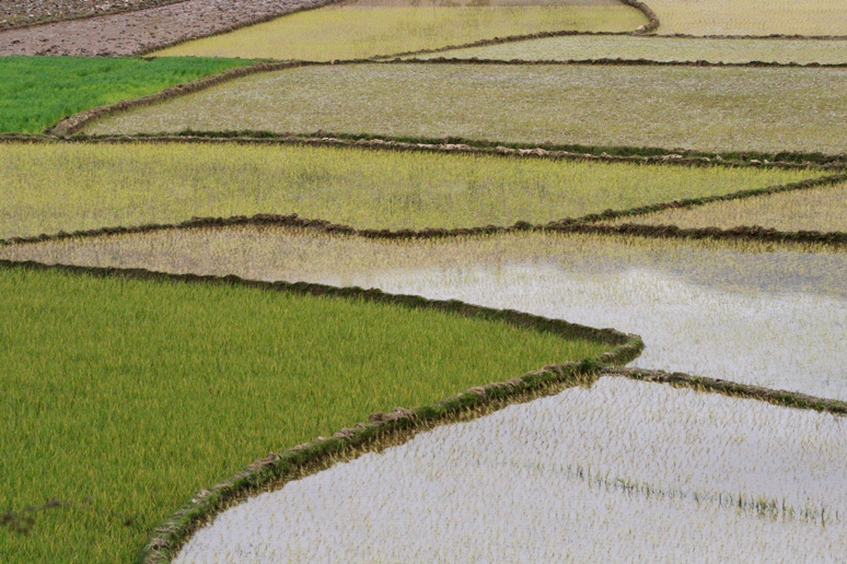 rice paddie
